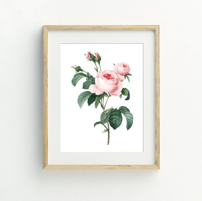 Puede incluir: Una impresi&oacute;n enmarcada de una ilustraci&oacute;n bot&aacute;nica con una rosa rosa con hojas verdes y capullos.