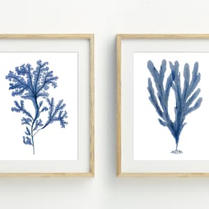 Zeewier kunst aan de muur, blauwe kust decor, Set van 2 zeewier prints, strand printable kunst, Plant art, 5x7, 8x10, 11x14