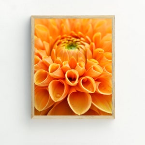 May include: Close-up of an orange dahlia flower with petals curled inwards. The flower is in focus, and the background is blurred.