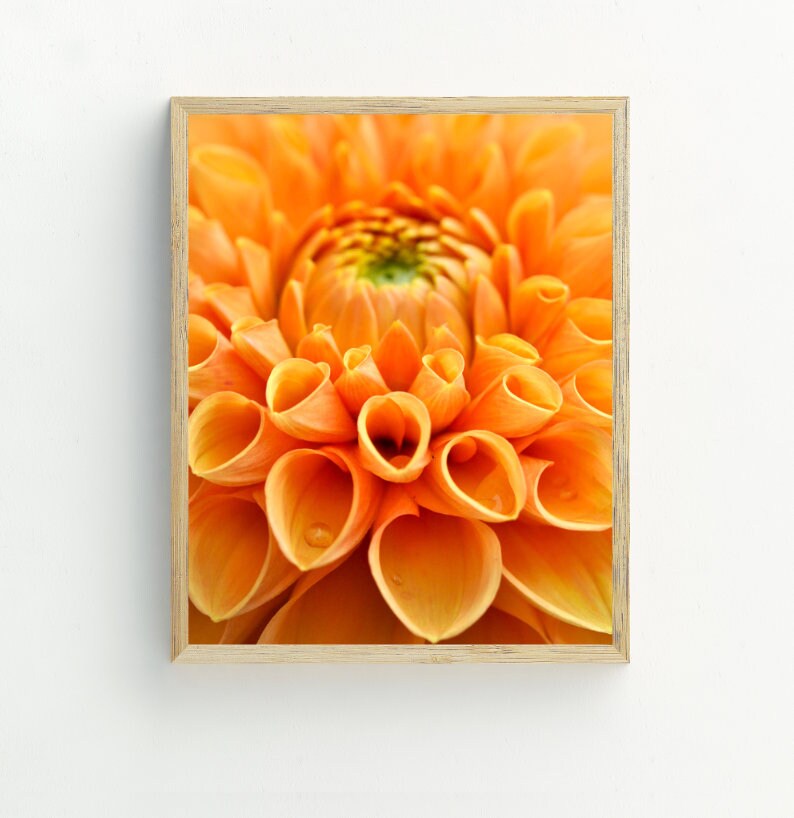 May include: Close-up of an orange dahlia flower with petals curled inwards. The flower is in focus, and the background is blurred.