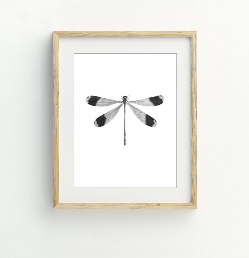 May include: A black and white drawing of a dragonfly with a wooden frame.