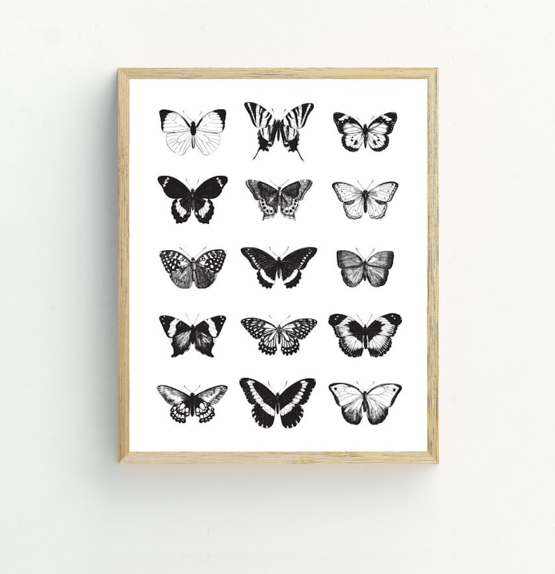 May include: A black and white print of a collection of butterflies in a wooden frame. The butterflies are arranged in a grid pattern and are all different shapes and sizes.