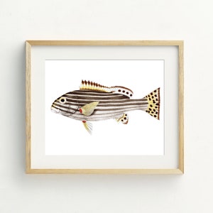 Fish print, fish wall art, fish printable, beach decor, coastal wall art, nautical art, beach art, 5x7, 8x10, 11x14