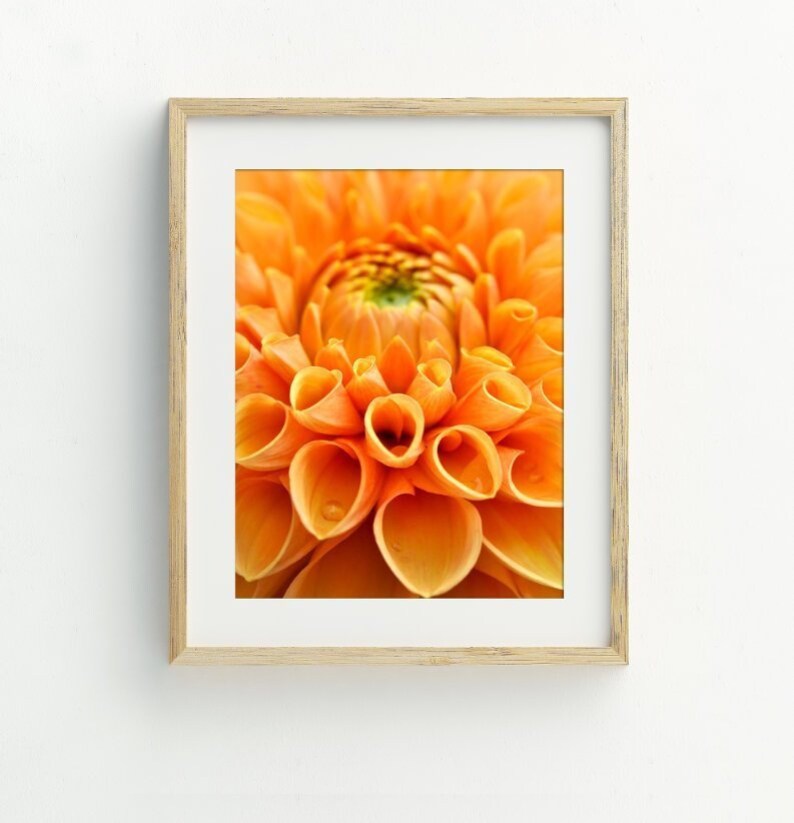 May include: Close-up of an orange dahlia flower with water droplets on the petals.