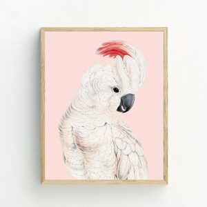 Cockatoo  Print, Bird Wall Art, Cockatoo printable digital download, Cockatoo poster, tropical bird wall art, peach decor, 5x7, 8x10, 11x14