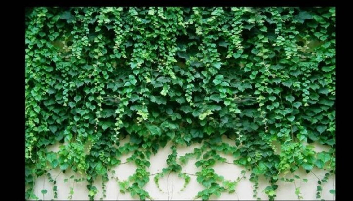 3D Hanging Green Vines Wallpaper Wall Mural Ivy Green Plant Etsy