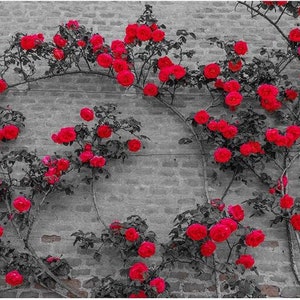 Vivid Grey Bricks With Red Rose Vine Wallpaper Wall Mural - Etsy