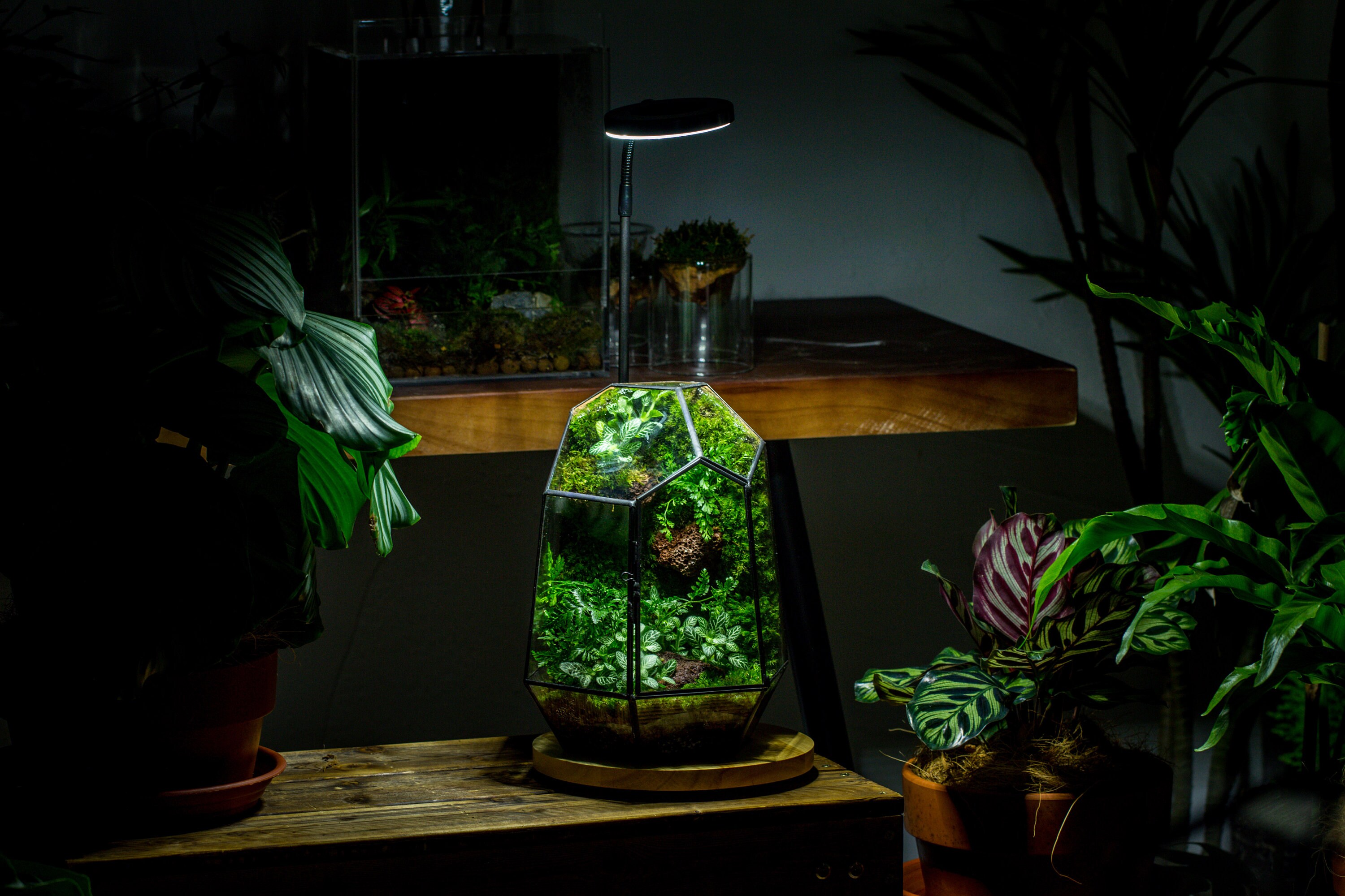 The Nova Heart of Forest, ZERO Preserved Moss Terrarium, Futuristic  Geometric Terrarium by Terraliving 