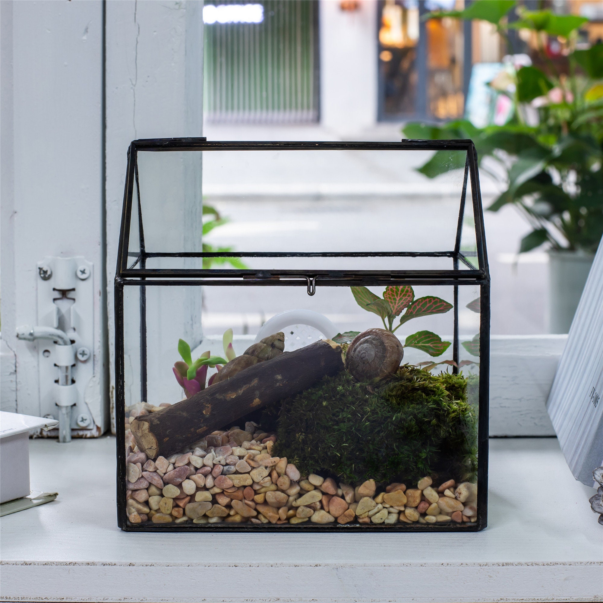 Déco vivante : terrarium qui ne casse pas pour les enfants - La boutique