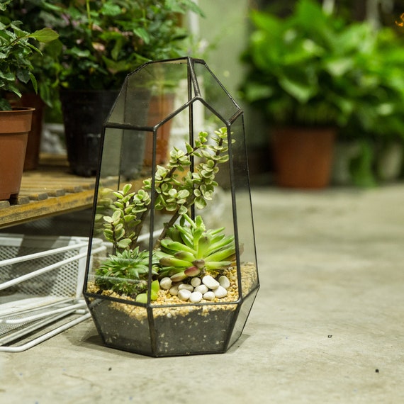 NCYP Geometric Glass Terrarium Irregular Tall Planter Succulent Cacti Fern Flower Pot Container Tabletop Bowl Bonsai Centerpiece