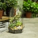 NCYP Open Geometric Glass Terrarium Irregular Tall Planter Succulent Cacti Fern Flower Pot Container Tabletop Bowl Bonsai Centerpiece 