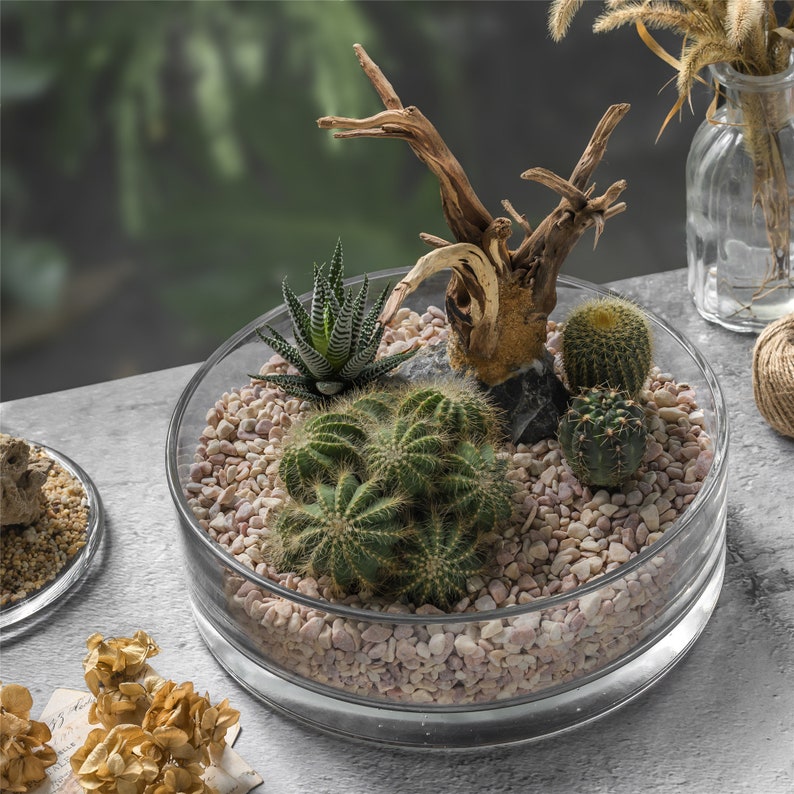 Natural Driftwood Bogwood Standing on Rock for Aquarium Fish Etsy