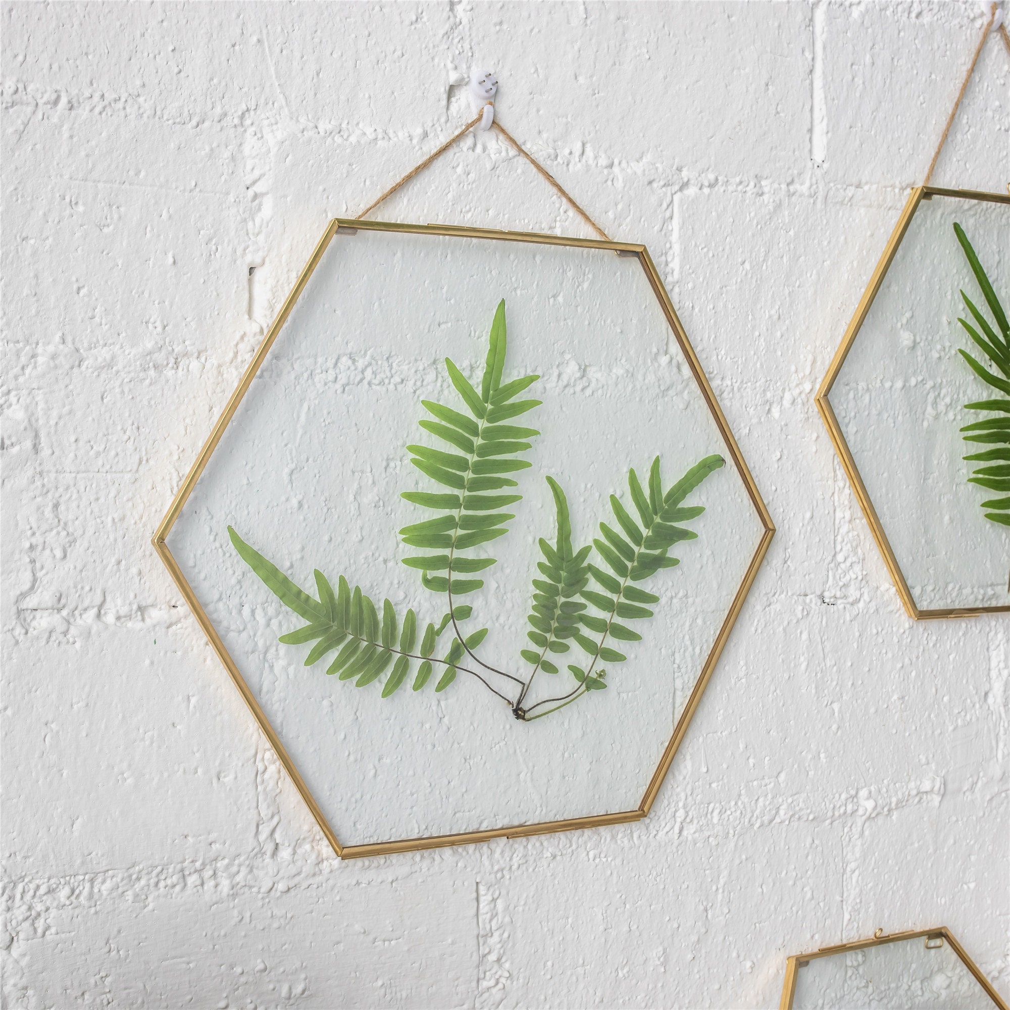 Brookside Hanging Hexagon Herbarium Brass Glass Frame for Pressed Flowers  Dried Flowers Double Glass Floating Frame Style @ Best Price Online