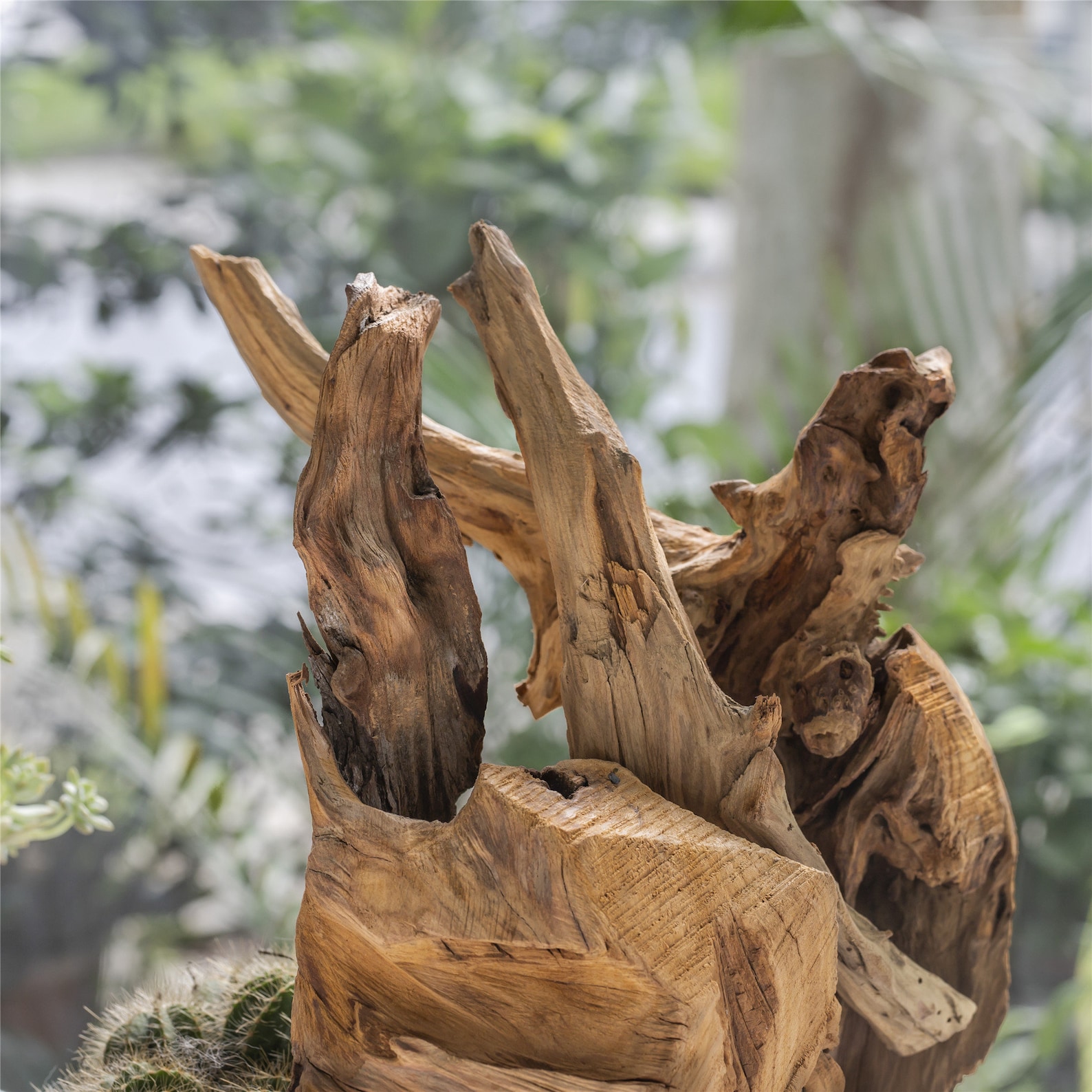 Natural Driftwood Bogwood Set for Terrarium Succulents Etsy