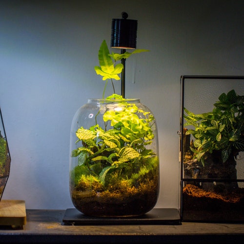 Terrarium Planting Kit Glass Jar and Black LED Grow light Lamp with Base kit, with Planting Material, DIY kit