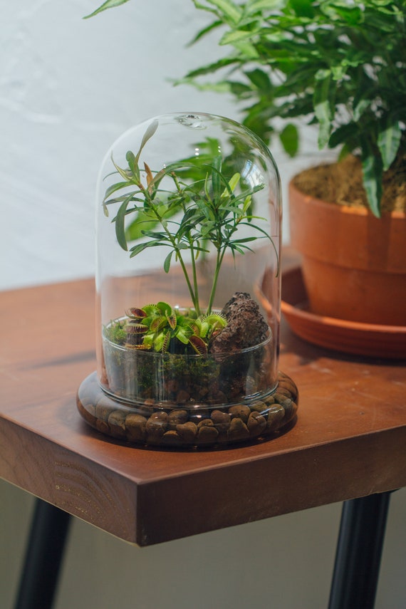 Kit Terrarium CLOCHE - 2 Plantes à personnaliser