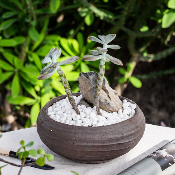 Sassi decorativi di ciottoli bianchi per la decorazione superiore di piante  grasse, per terrario, giardinaggio fatato, bonsai, giardino fatato -   Italia