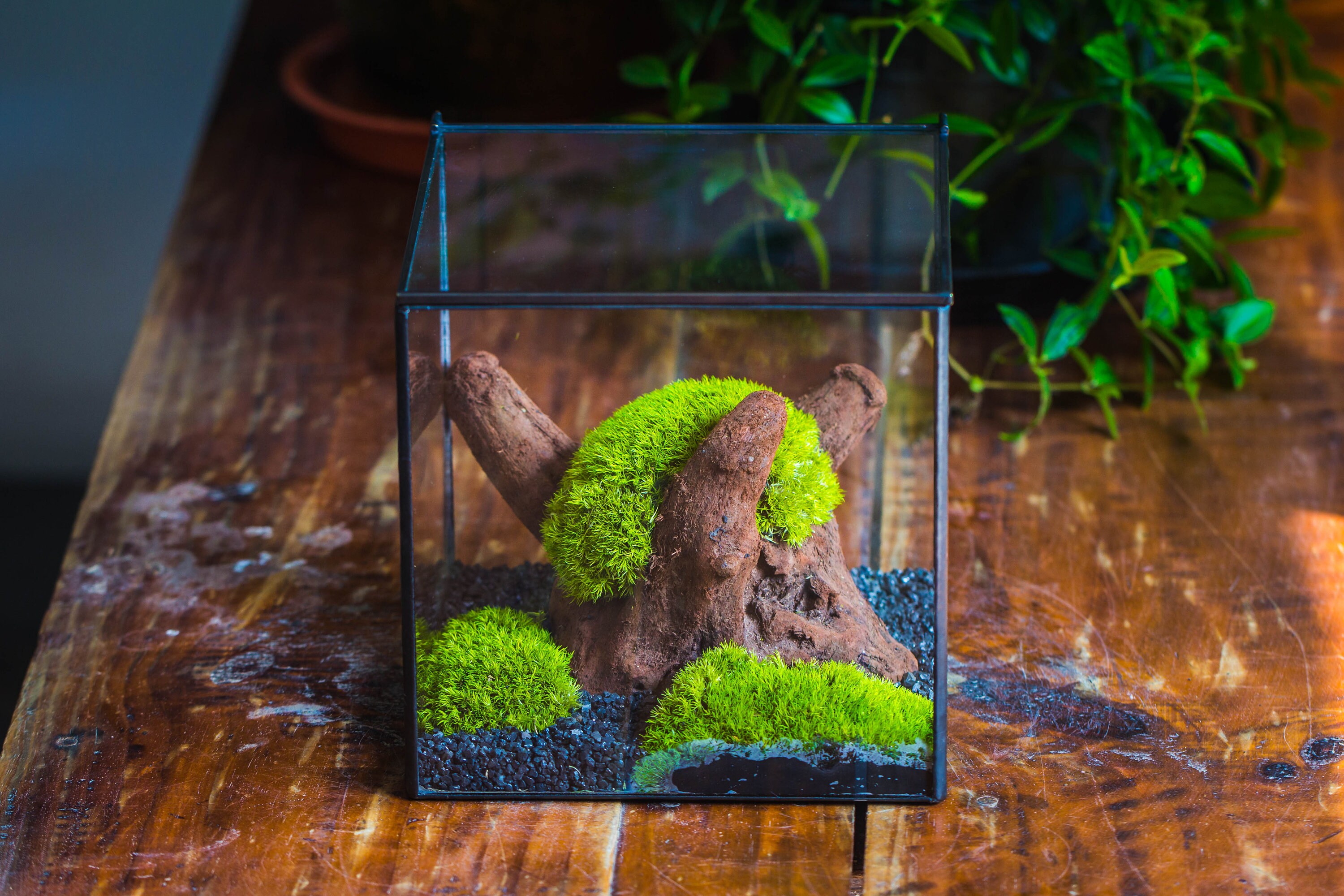 Preserved forever green moss, pole moss Green 20x50cm, for DIY