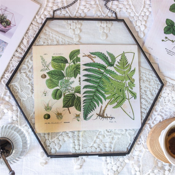 Hanging Hexagon Herbarium Copper Glass Frame for Pressed Flowers Dried  Flowers Floating Frame for Sale in City Of Industry, CA - OfferUp