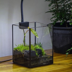 Cubic Micro Landscape Terrarium with LED Grow Light