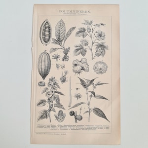 1903 Columniferen Lithographie, Historische Pflanzen Illustration, Dikotyledonen Choripetalen Brockhaus, Geschenk Biologe Botanik