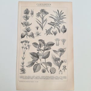1903 Contorten Lithographie, Historische Pflanzen Illustration, Dikotyledonen Sympetalen Brockhaus, Geschenk Biologe Botanik