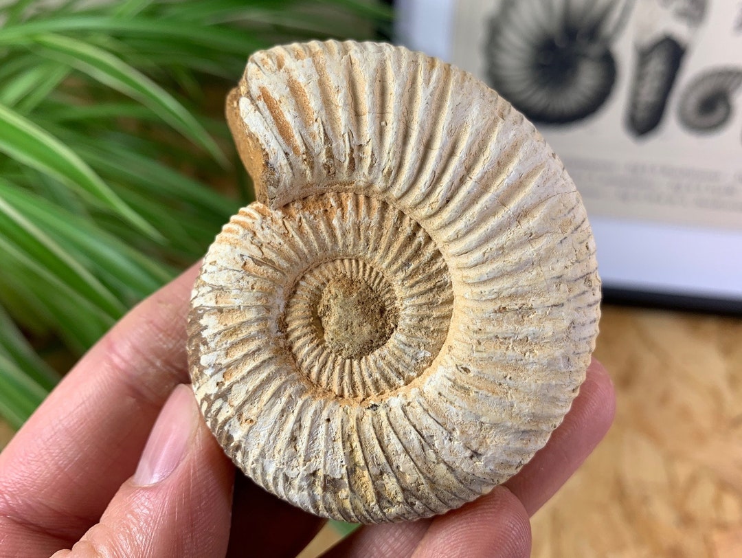 Perisphinctes Ammonite 6.8CM 07 / Dino Fossils UK Real Etsy UK
