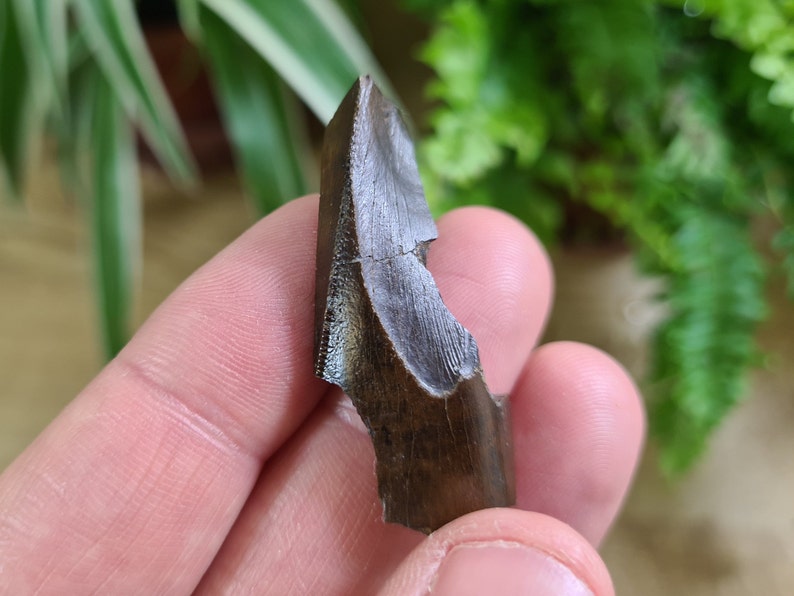 Tyrannosaurus Rex Tooth Chunk 1.7 Inch - Etsy