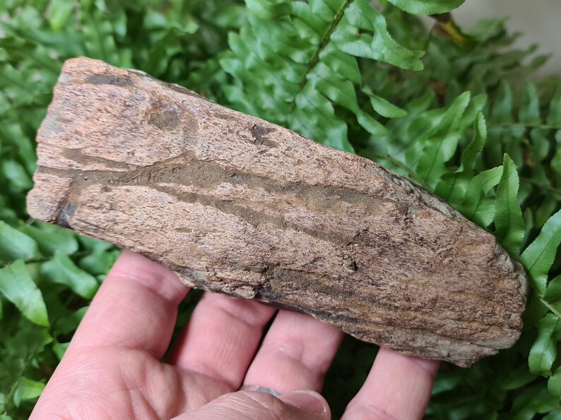 triceratops frill fossil