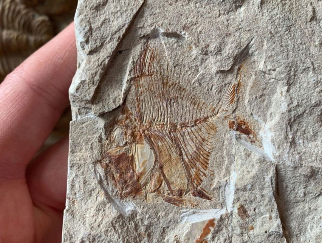 Aipichthys Fossil Fish lebanon 22 / Dino Fossils UK Real Etsy