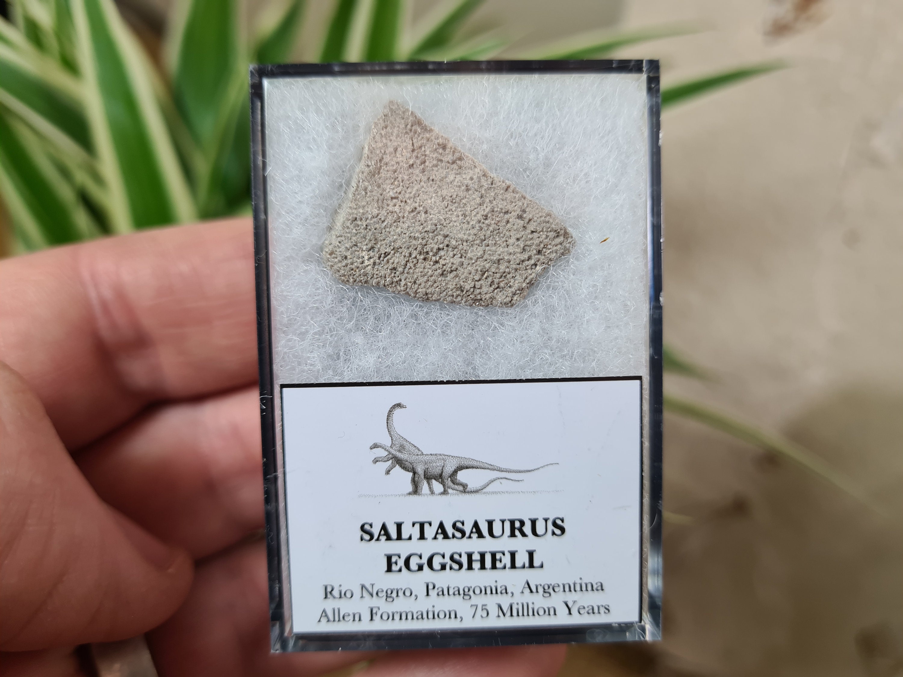 Real Dinosaur Eggs for sale Only 4 left at 75