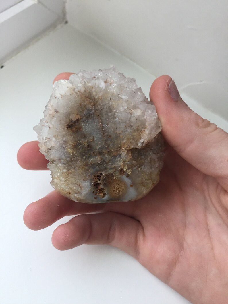 Rare Fossilized Palm Root with Quartz