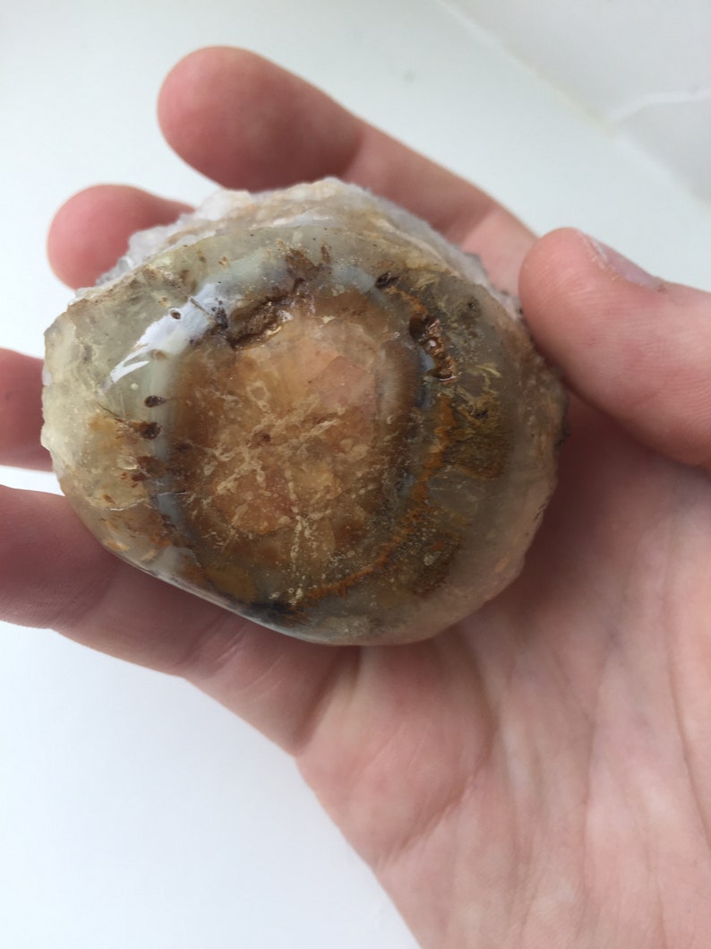 Rare Fossilized Palm Root with Quartz