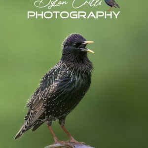 European Starling 8x12 vertical print, high quality, wall art, bird nature wildlife photo photography picture