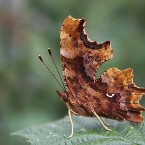 Comma Butterfly Photo Print: Camouflage Wing Nature Photography (Digital Download)