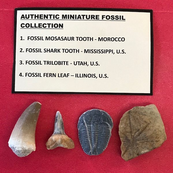 6305, Lot of 4, Fossils, Dinosaur Tooth, Shark Tooth, Trilobite, Fern Leaf, Utah, Illinois, MS, Morocco, Miniature, Mosasaur, FREE SHIP