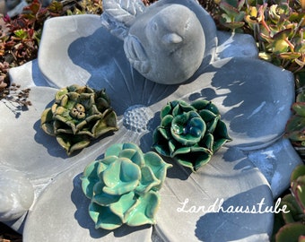 Succulents in a set