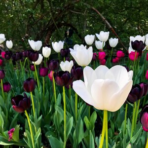 Bright Spring Tulips