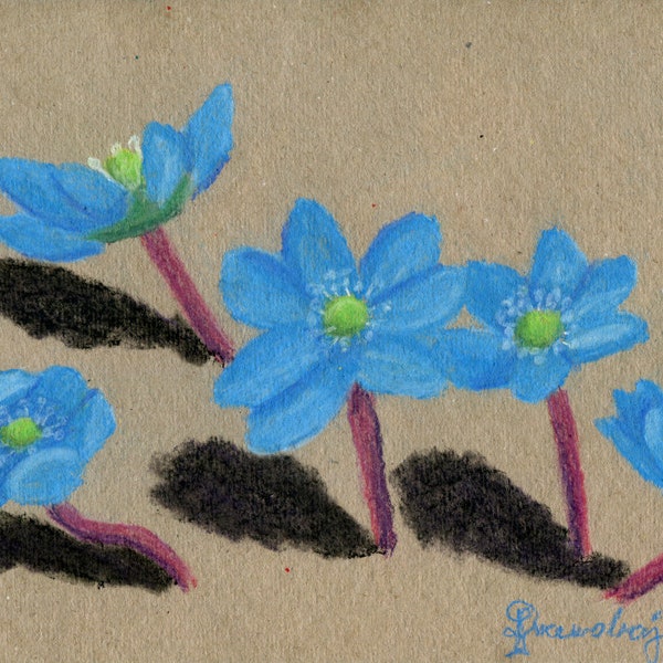 Soft pastel blue flower drawing, Liverwort plant illustration, Original A4 fine art, Botanical wall hanging, Small floral motif artwork