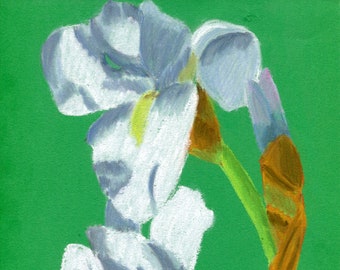 Soft pastel white spring flower drawing, Siberian iris plant illustration, Floral wall decor, Original A4 fine art, Small size artwork