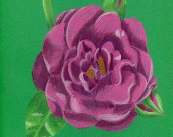 Soft pastel pink summer flower drawing, Garden rose plant illustration, Botanical wall decor, Original A4 fine art, Small size artwork