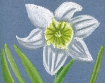 Soft pastel white spring flower drawing, Botanical artwork, Wild daffodil illustration, Original A4 fine art, Narcissus pseudonarcissus