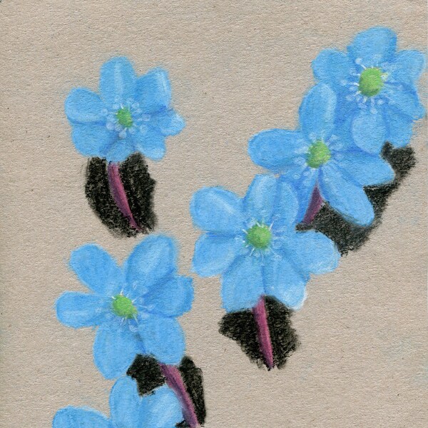 Soft pastel blue spring flower drawing, Liverwort plant illustration, Original A4 fine art, Small size floral artwork, Botanical wall decor