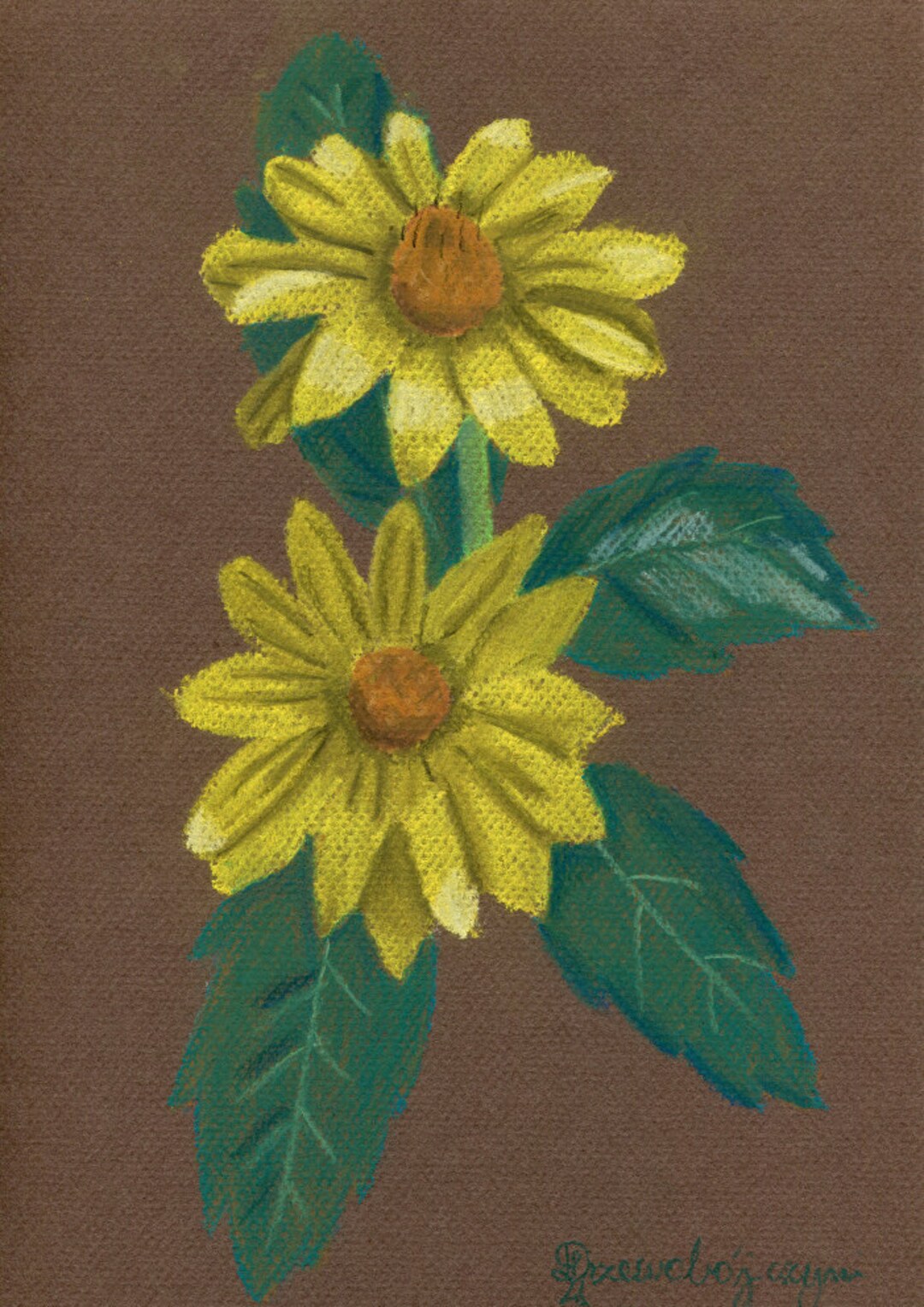 Soft Pastel Yellow Summer Flower Drawing, Rough Oxeye Plant ...