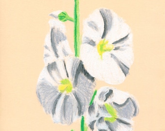 Soft pastel white summer flower drawing, Original A4 fine art, Hollyhock plant illustration, Cottagecore floral decor, Small size artwork