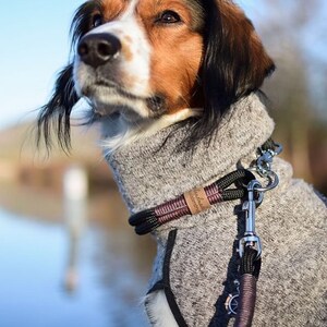 May include: A brown and white dog wearing a gray fleece sweater and a black and red rope leash with a silver clip. The dog is looking up and has a black and brown coat.