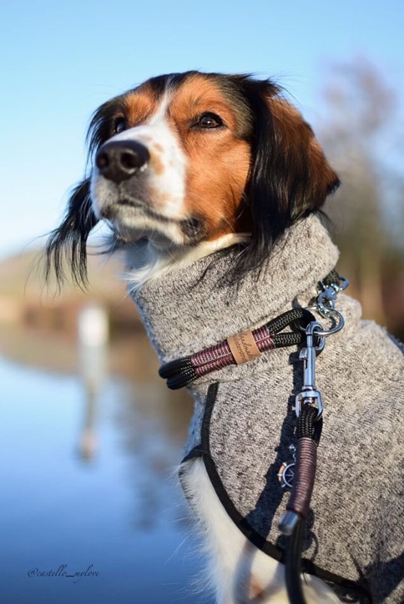May include: A brown and white dog wearing a gray fleece sweater and a black and red rope leash with a silver clip. The dog is looking up and has a black and brown coat.