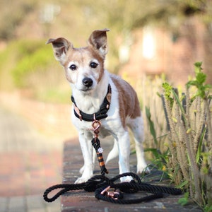 May include: A white and brown dog wearing a black and rose gold collar and leash. The dog is standing on a brick wall with green plants in the background.