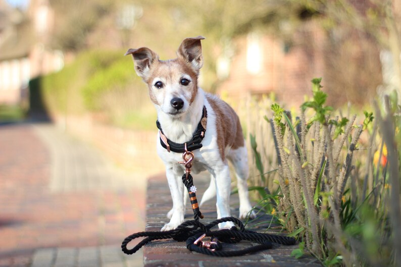 May include: A white and brown dog wearing a black and rose gold collar and leash. The dog is standing on a brick wall with green plants in the background.