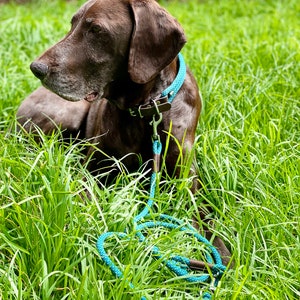 May include: A brown and white dog with a blue leash and collar sitting in tall green grass.
